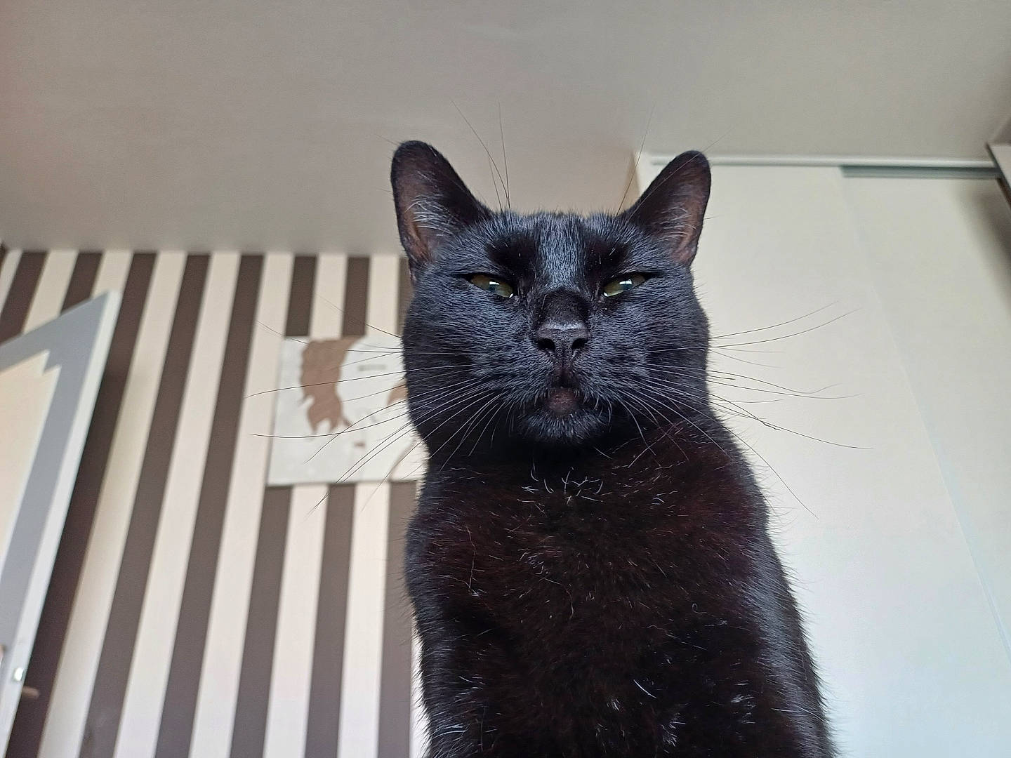 Kira a rejoint le concours — aidez-le/la à gagner de superbes lots ! art, black_cat, bombay, carnivore, cat, claw, domestic_short_haired_cat, felidae, flooring, fur, grey, rectangle, small_to_medium_sized_cats, snout, tail, terrestrial_animal, whiskers