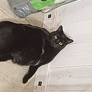 Kira participe au concours pour gagner de l'argent avec cette photo : black_cat, bombay, carnivore, cat, claw, domestic_short_haired_cat, felidae, flooring, fur, grey, hardwood, paw, plastic_bag, shadow, small_to_medium_sized_cats, snout, tail, terrestrial_animal, whiskers, wood