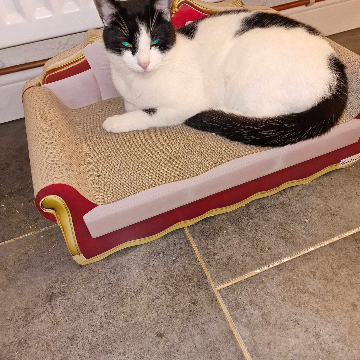 Frankie joined the competition — help win amazing prizes! abyssinian, accessories, animal, architecture, building, canine, cat, couch, dog, dogbed, furniture, homedecor, indoors, kitten, livingroom, manx, pet, room, siamese, strap