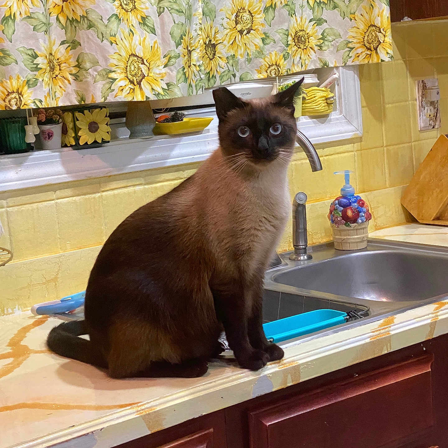 Micholashs Mico joined the competition — help win amazing prizes! blue_eyes, brown_fur, cat, countertop, curious, curtains, domestic_animal, feline, household, indoor, kitchen, pet, siamese_cat, sink, sitting, soap_dispenser, sunflower_pattern, window, wooden_cabinets, yellow_tiles