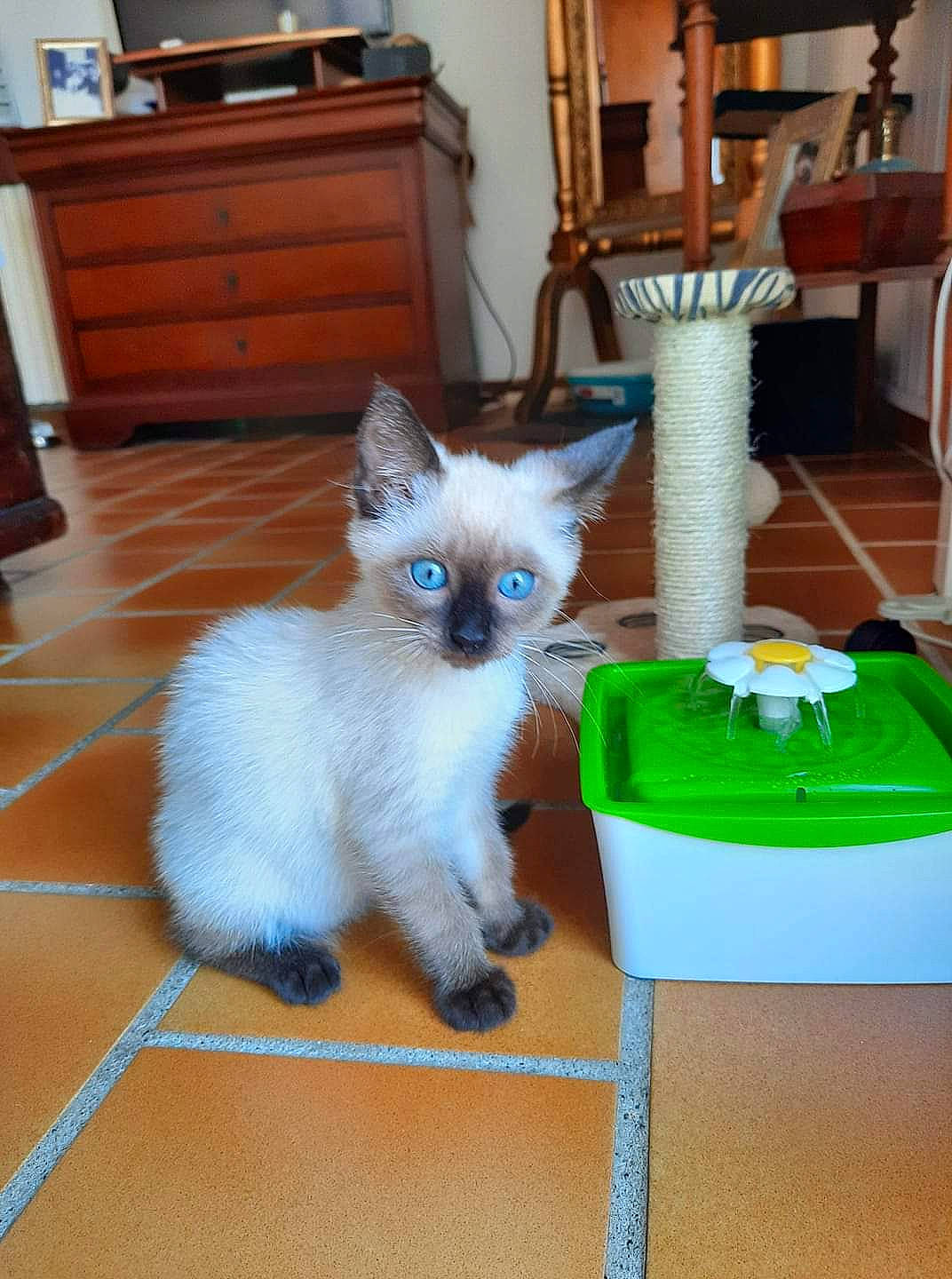 Tosca a rejoint le concours — aidez-le/la à gagner de superbes lots ! asian, balinese, birman, carnivore, cat, fawn, felidae, himalayan, javanese, kitten, mammal, ojos_azules, ragdoll, siamese, small_to_medium_sized_cats, snowshoe, thai, tonkinese, vertebrate, whiskers