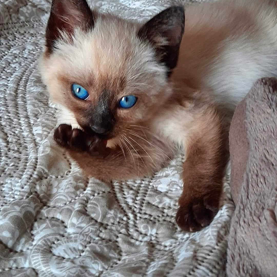 Tosca