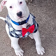 Zeus is registered to the contest to win money with this photo: dog, puppy, white_dog, pet, animal, plaid_outfit, bow_tie, collar, blue_collar, cute, adorable, standing, outdoor, pavement, portrait, looking_at_camera, floppy_ears, short_fur, white_fur, fashionable
