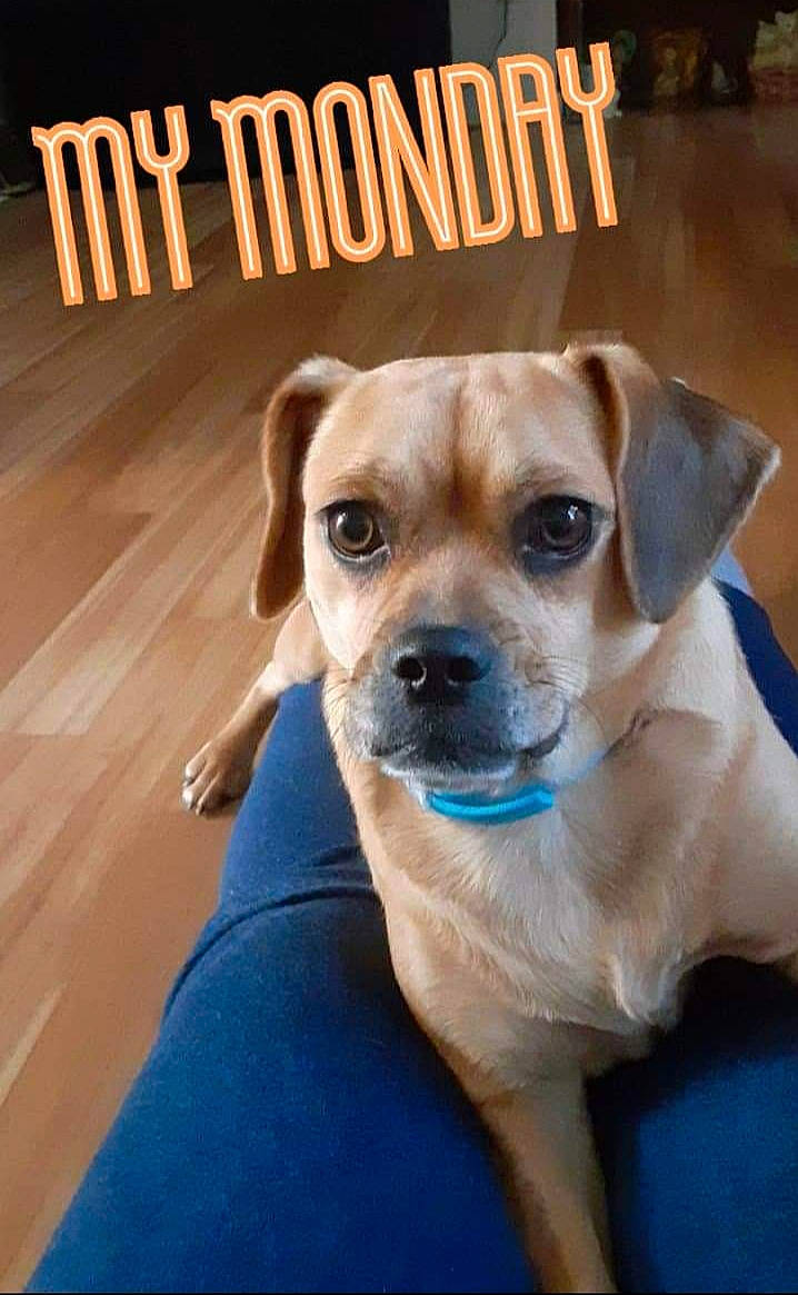 Stella is registered to the contest to win money with this photo: canidae, carnivore, collar, companion_dog, dog, dog_breed, dog_collar, dog_supply, door, fawn, flooring, fur, hardwood, paw, pet_supply, snout, sporting_group, whiskers, wood, working_animal