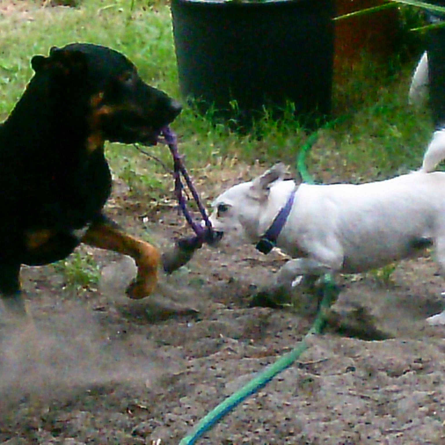 Dasiey is registered to the contest to win money with this photo: