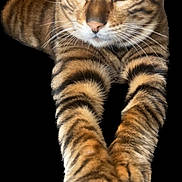 Tigger joined the competition — help win amazing prizes! cat, tabby, stretching, paws, feline, animal, pet, whiskers, ears, green_eyes, fur, striped, portrait, isolated, black_background, claws, mammal, cute, alert, relaxed