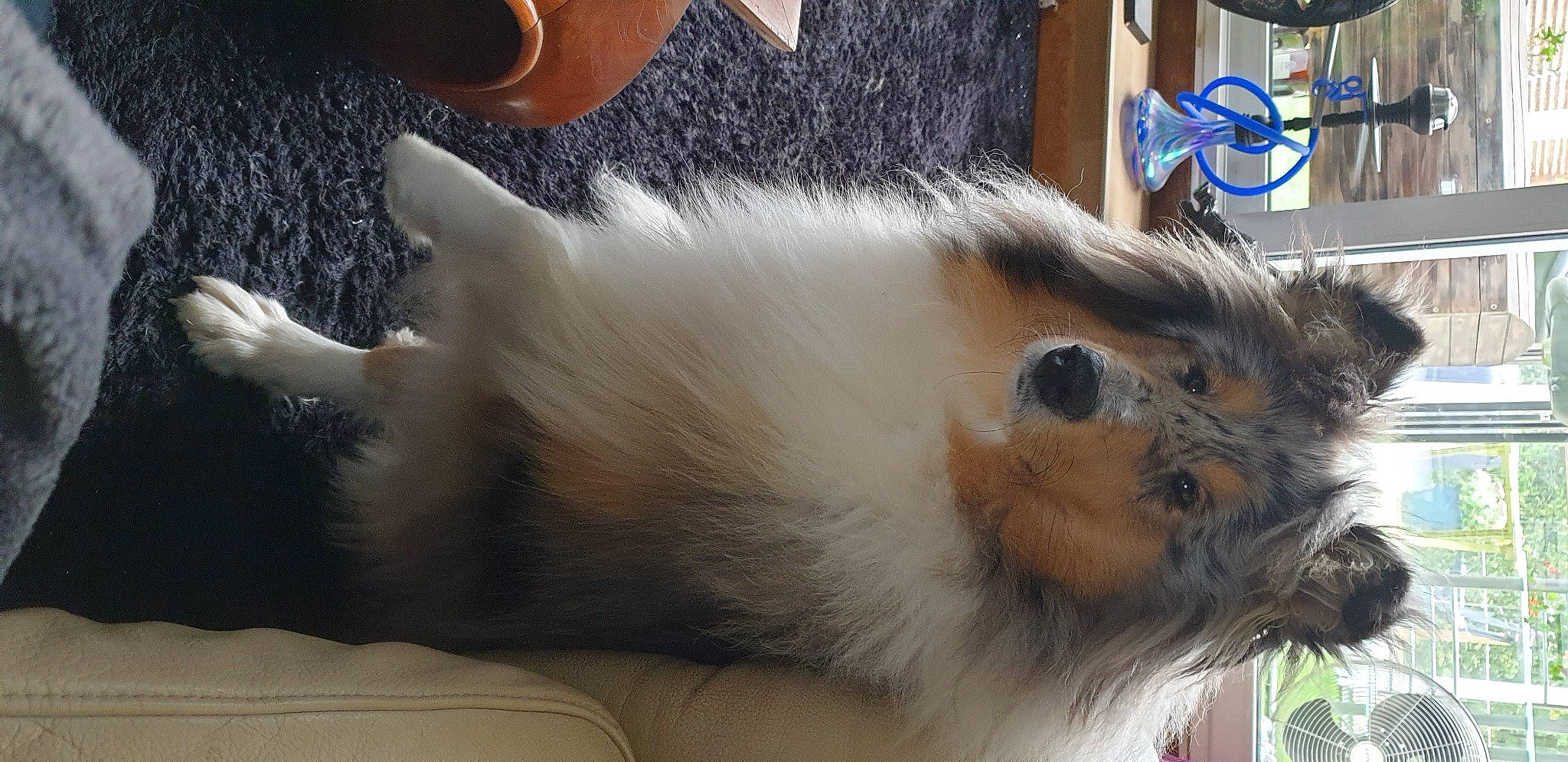 Thalia participe au concours pour gagner de l'argent avec cette photo : canidae, carnivore, cat, claw, companion_dog, dog_breed, fawn, felidae, fur, paw, shetland_sheepdog, small_to_medium_sized_cats, tail, whiskers