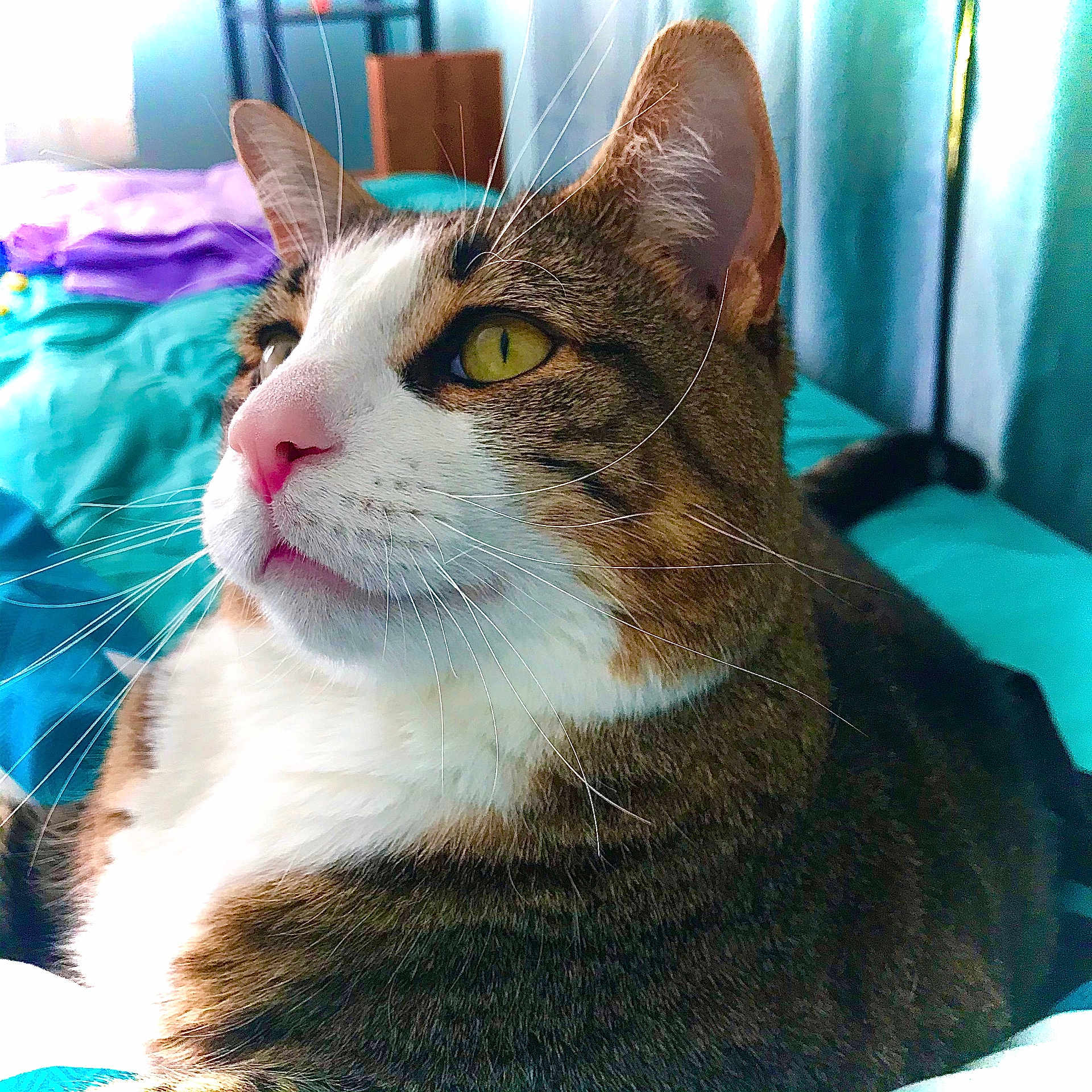 Dexter joined the competition — help win amazing prizes! abyssinian, animal, bed, bedroom, blanket, canine, cat, couch, cushion, dog, furniture, homedecor, indoors, kitten, manx, person, pet, quilt, room, sleeping