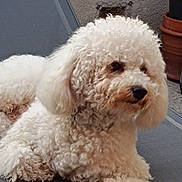 Uzès participe au concours pour gagner de l'argent avec cette photo : animal, calm, chair, companion, cozy, curly_fur, curly_hair, dog, domestic_animal, fluffy, furniture, outdoor, pet, plant_pot, poodle, portrait, relaxing, resting, side_view, white