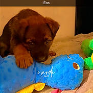 éos a rejoint le concours — aidez-le/la à gagner de superbes lots ! puppy, dog, toy, plush_toy, bed, blanket, indoor, pet, cute, brown_dog, soft_toy, animal, young_dog, playful, resting, cozy, colorful, sniffing, nibbling, fur