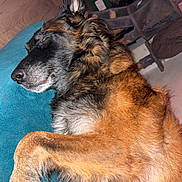 Sam participe au concours pour gagner de l'argent avec cette photo : dog, sleeping, cat, glowing_eyes, cushion, indoor, pet, fur, relaxing, wood_floor, furniture, home, animal, close_up, resting, mammal, cozy, quiet, domestic, companion