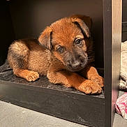 Chopper a rejoint le concours — aidez-le/la à gagner de superbes lots ! puppy, dog, brown_fur, black_fur, shelf, indoor, floor, cute, pet, animal, young, fur, small, looking_up, cozy, resting, paw, ears, curious, adorable