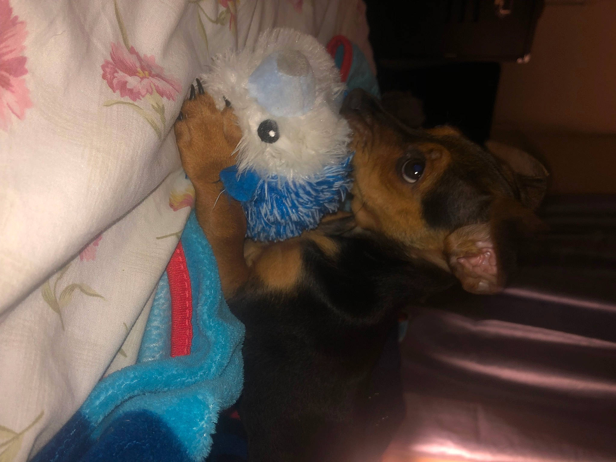 Milo joined the competition — help win amazing prizes! canidae, carnivore, companion_dog, dog, dog_breed, dog_clothes, fawn, fur, guard_dog, nail, paw, plush, snout, sporting_group, stuffed_toy, tail, toy, toy_dog, whiskers, working_animal