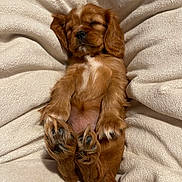 Sophie Rose is registered to the contest to win money with this photo: puppy, sleeping, dog, brown_fur, fluffy, cozy, blanket, soft, cute, pet, animal, relaxed, resting, indoors, fur, small, adorable, paws, snout, ears