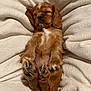puppy, sleeping, dog, brown_fur, fluffy, cozy, blanket, soft, cute, pet, animal, relaxed, resting, indoors, fur, small, adorable, paws, snout, ears