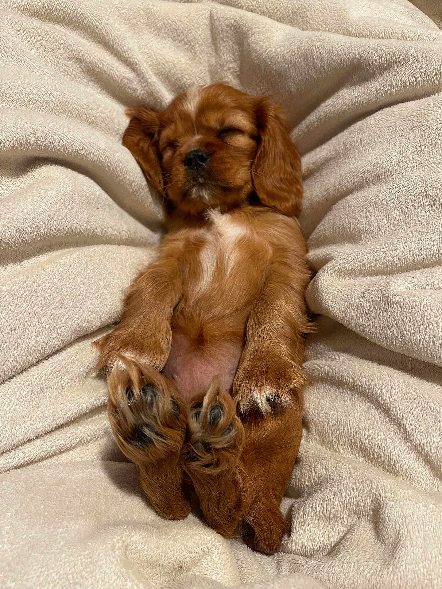 Sophie Rose is registered to the contest to win money with this photo: puppy, sleeping, dog, brown_fur, fluffy, cozy, blanket, soft, cute, pet, animal, relaxed, resting, indoors, fur, small, adorable, paws, snout, ears