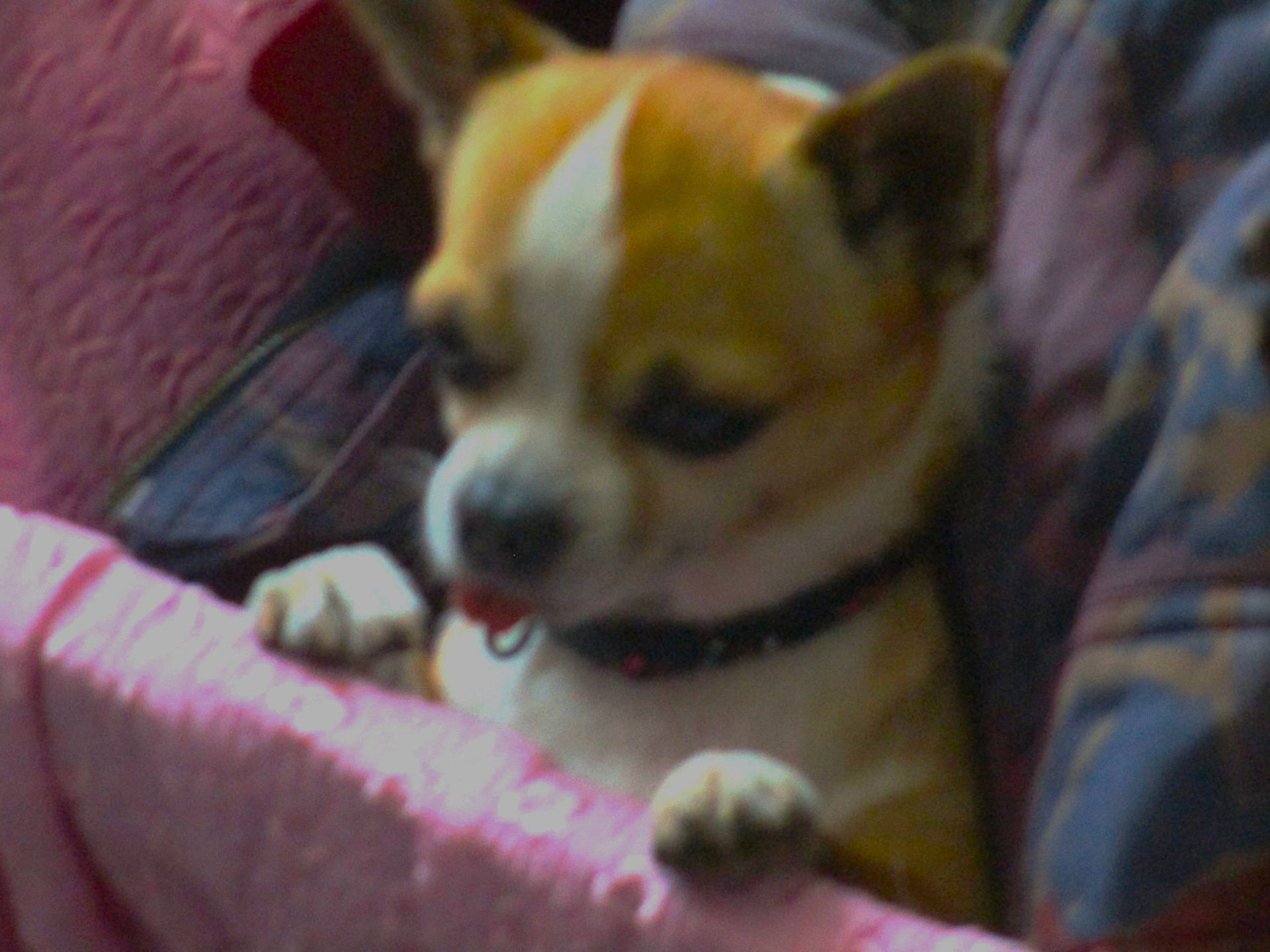 animal, baby, blanket, bulldog, canine, chihuahua, cockerspaniel, dog, frenchbulldog, hound, papillon, person, pet, puppy