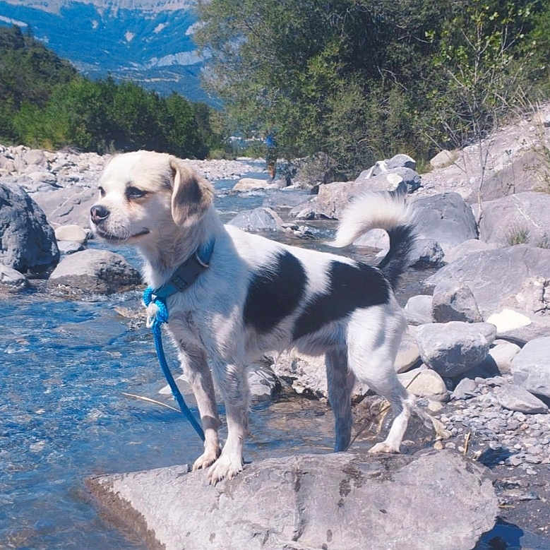 Patch a rejoint le concours — aidez-le/la à gagner de superbes lots ! accessories, animal, beach, canine, coast, dog, goldenretriever, hound, leash, nature, outdoors, pet, puppy, rock, sea, shoreline, slate, soil, strap, water
