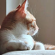 Bruce participe au concours pour gagner de l'argent avec cette photo : animal, calm, cat, closeup, cute, domestic_cat, feline, fur, indoor, orange_cat, paw, peaceful, pet, relaxed, resting, side_profile, soft_light, whiskers, white_cat, window_light