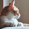animal, calm, cat, closeup, cute, domestic_cat, feline, fur, indoor, orange_cat, paw, peaceful, pet, relaxed, resting, side_profile, soft_light, whiskers, white_cat, window_light