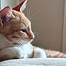Bruce a rejoint le concours — aidez-le/la à gagner de superbes lots ! animal, calm, cat, close_up, cozy, cute, domestic_cat, feline, ginger_cat, indoor, kitten, pet, portrait, relaxing, resting, sleepy, soft_light, whiskers, white_fur, young_cat
