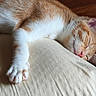 Bruce participe au concours pour gagner de l'argent avec cette photo : animal, cat, closeup, cozy, cushion, cute, domestic_cat, feline, indoor, napping, orange_tabby, paw, peaceful, pet, relaxed, resting, sleeping, soft_fur, whiskers, white_fur
