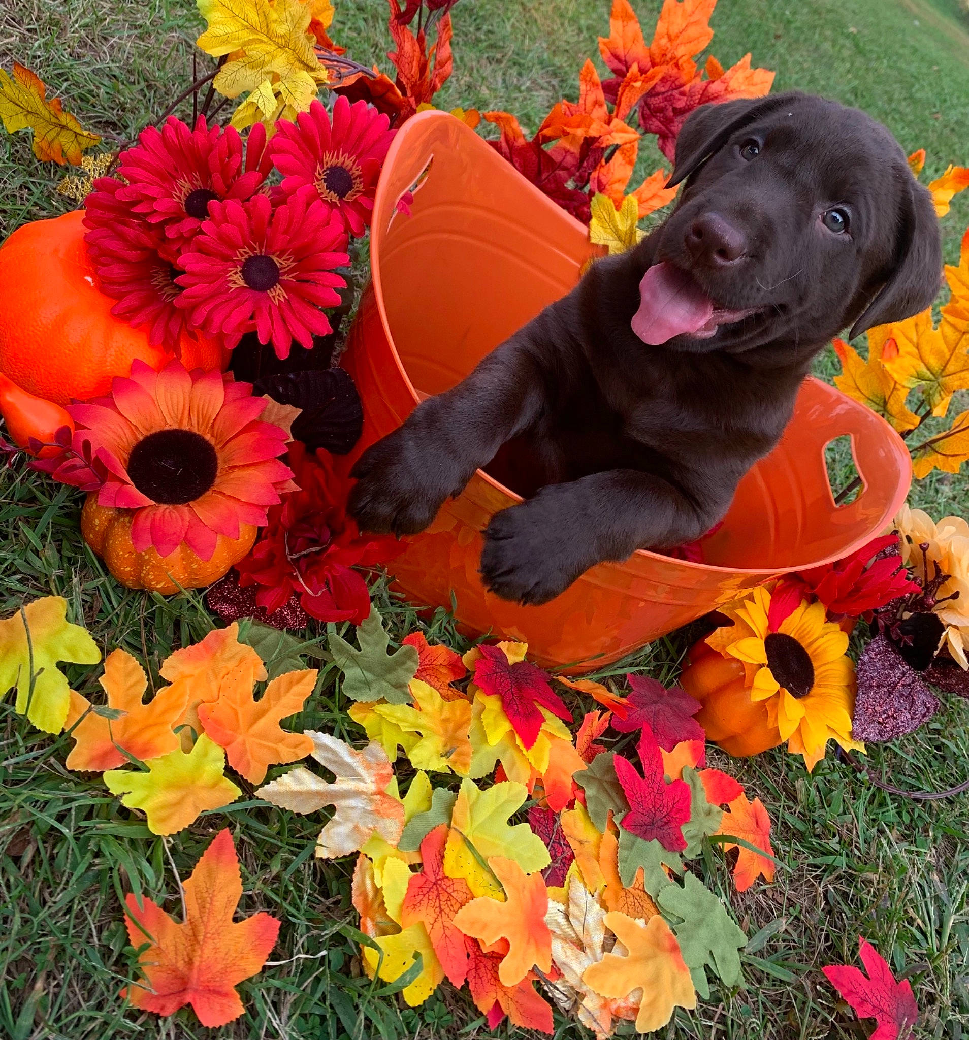 Butterball joined the competition — help win amazing prizes! annual_plant, art, botany, carnivore, companion_dog, dog, flower, flower_arranging, flowering_plant, grass, groundcover, leaf, orange, people_in_nature, petal, plant, pumpkin, tree, working_animal, yellow