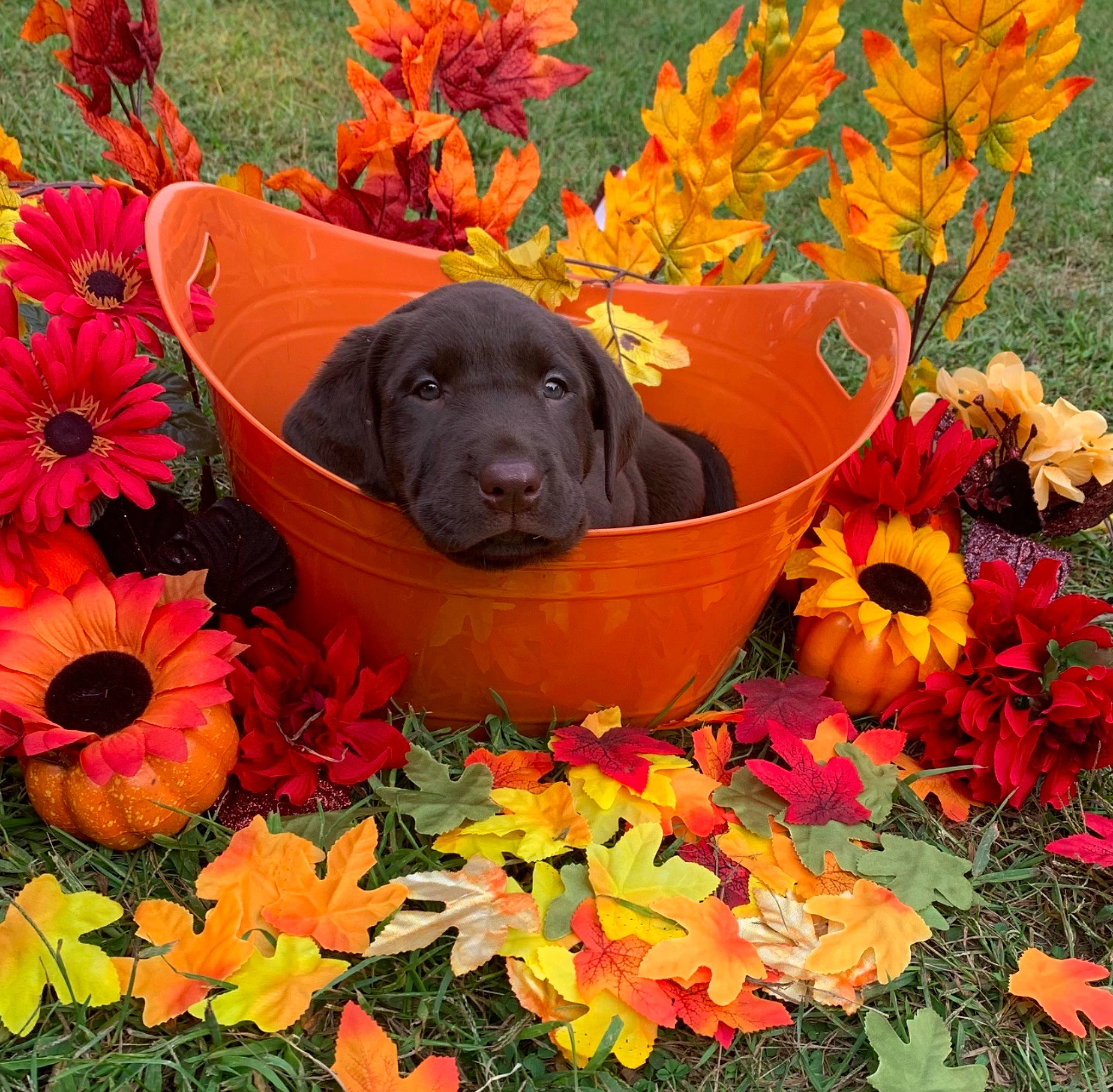 Butterball joined the competition — help win amazing prizes! annual_plant, art, autumn, botany, carnivore, companion_dog, dog, dog_breed, flower, flowering_plant, flowerpot, grass, leaf, liver, orange, pet_supply, petal, plant, vertebrate, working_animal