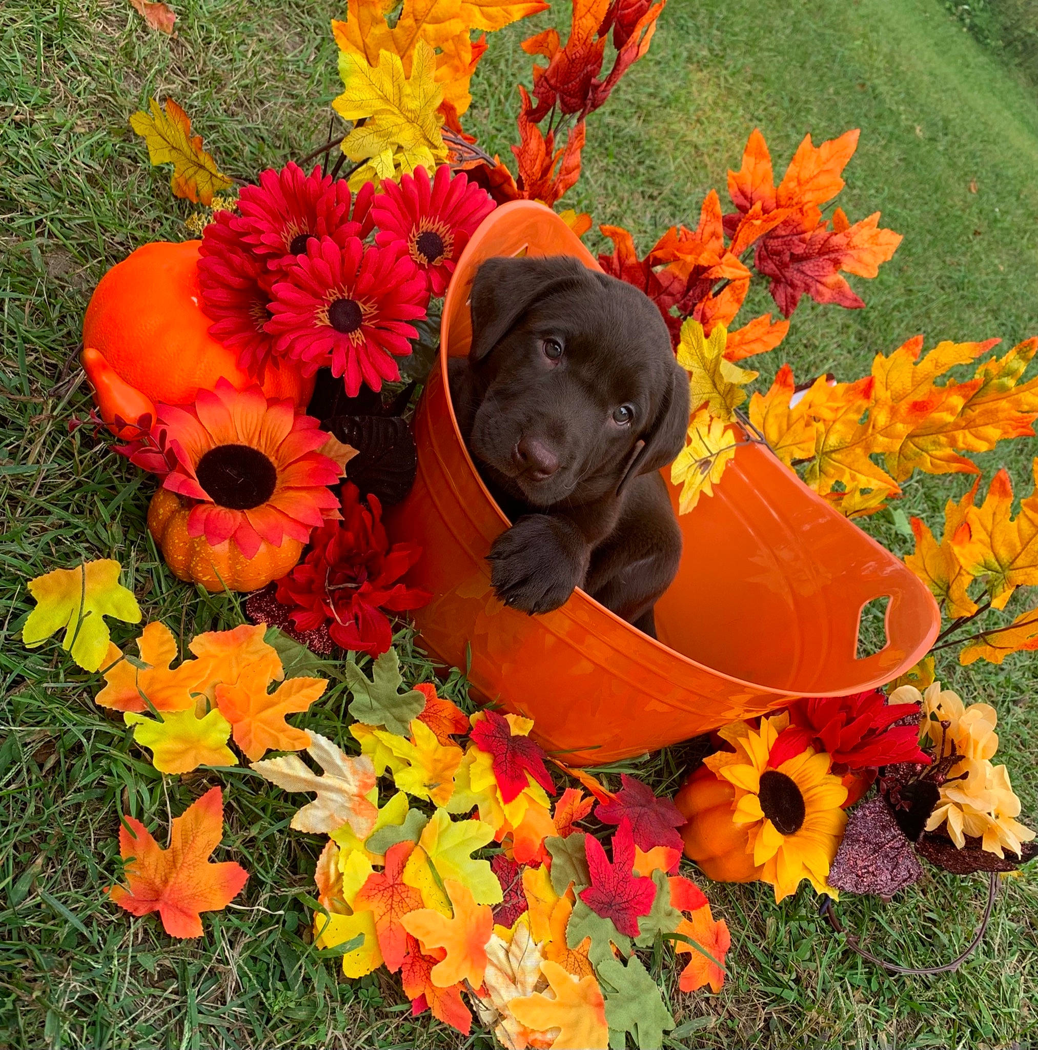 Butterball is registered to the contest to win money with this photo: annual_plant, art, botany, carnivore, deciduous, flower, flowering_plant, grass, groundcover, hat, landscape, leaf, orange, people_in_nature, petal, plant, red, tree, vegetable, yellow