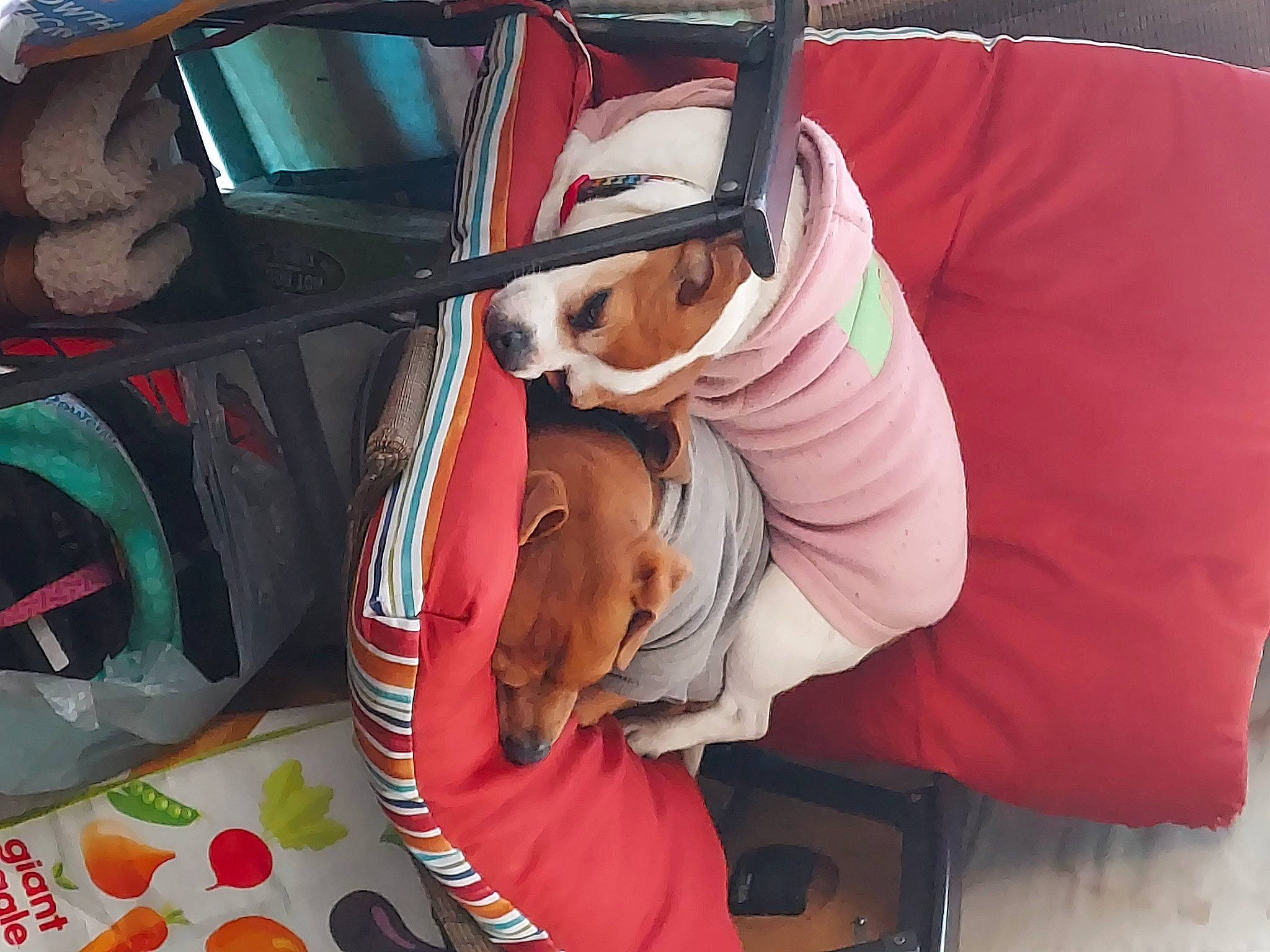 Molly is registered to the contest to win money with this photo: audio_equipment, baby_products, bag, car_seat, carmine, child, comfort, companion_dog, eyewear, fun, helmet, lap, luggage_and_bags, personal_protective_equipment, room, sitting, steering_wheel, stuffed_toy, toy, vehicle_door