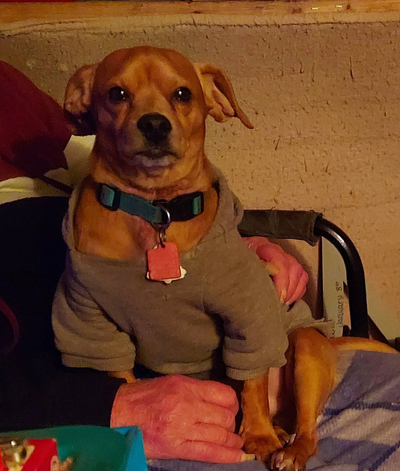 Jj joined the competition — help win amazing prizes! canidae, carnivore, collar, companion_dog, dog, dog_breed, dog_clothes, dog_collar, dog_supply, fawn, firefighter, fur, hat, pet_supply, snout, sporting_group, sunglasses, toy_dog, whiskers, working_animal