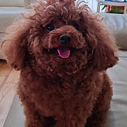 Kirbei joined the competition — help win amazing prizes! dog, poodle, brown, fluffy, tongue_out, pet, indoor, couch, living_room, furniture, smiling, cute, animal, fur, canine, companion, happy, domestic, portrait, sitting