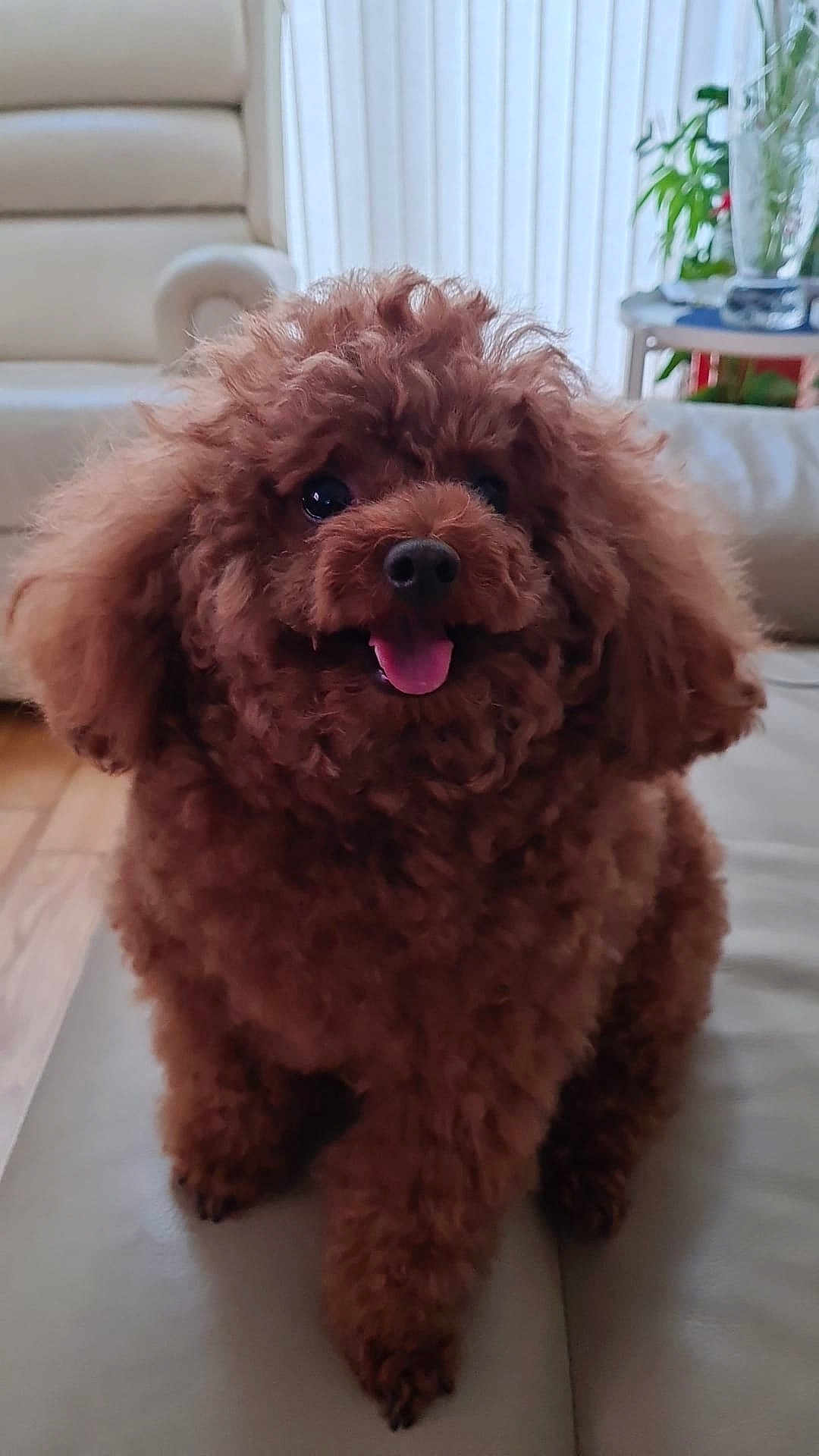 Kirbei joined the competition — help win amazing prizes! dog, poodle, brown, fluffy, tongue_out, pet, indoor, couch, living_room, furniture, smiling, cute, animal, fur, canine, companion, happy, domestic, portrait, sitting