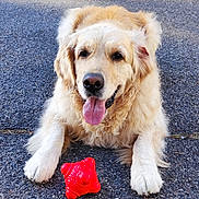Bao participe au concours pour gagner de l'argent avec cette photo : dog, golden_retriever, pet, animal, playing, toy, red_toy, tongue_out, happy, outdoor, pavement, fur, canine, laying_down, close_up, cute, friendly, mammal, summer, sunlight