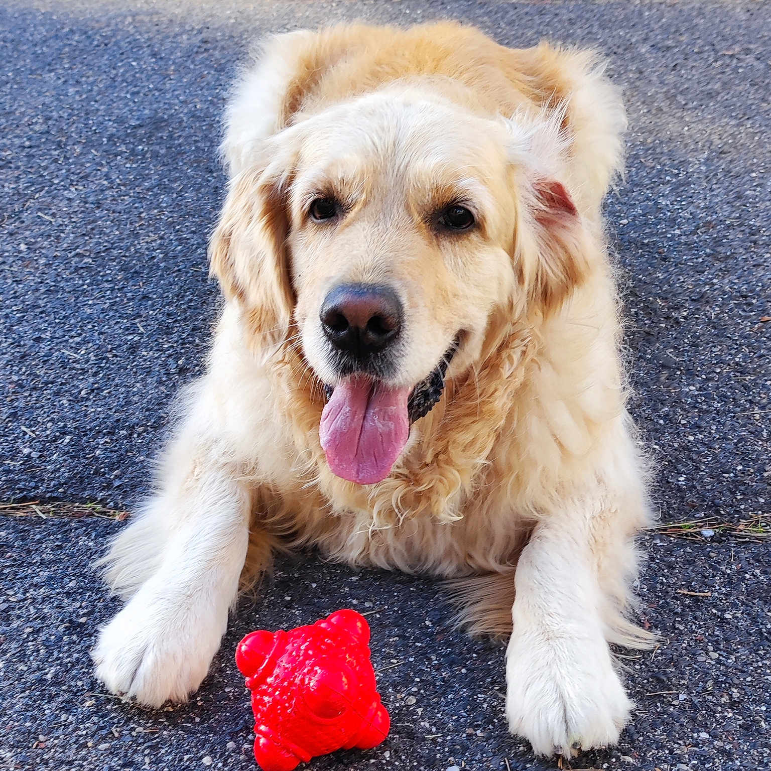 Bao participe au concours pour gagner de l'argent avec cette photo : dog, golden_retriever, pet, animal, playing, toy, red_toy, tongue_out, happy, outdoor, pavement, fur, canine, laying_down, close_up, cute, friendly, mammal, summer, sunlight
