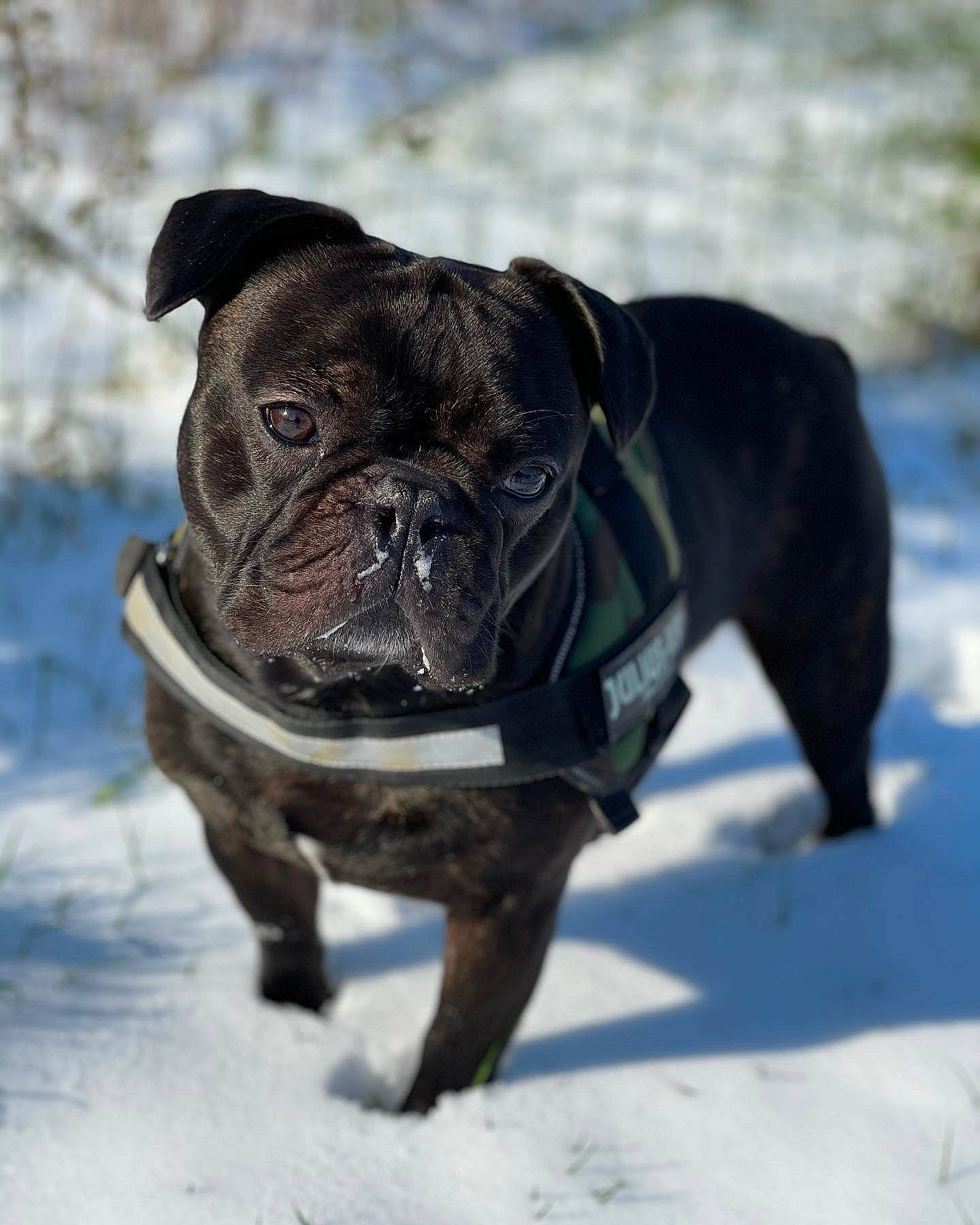 Django a rejoint le concours — aidez-le/la à gagner de superbes lots ! bulldog, canidae, carnivore, collar, companion_dog, dog, dog_breed, dog_collar, fawn, leash, mammal, pug, snout, snow, sporting_group, toy_dog, vertebrate, whiskers, window, wrinkle