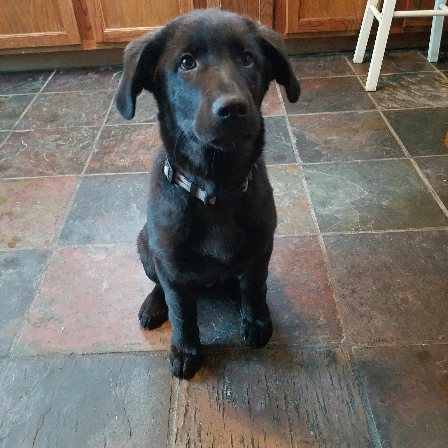 Bronx joined the competition — help win amazing prizes! beagador, borador, canidae, carnivore, companion_dog, dog, dog_breed, fawn, floor, flooring, labrador_retriever, mammal, patterdale_terrier, plott_hound, pointing_breed, puppy, retriever, snout, sporting_group, tail