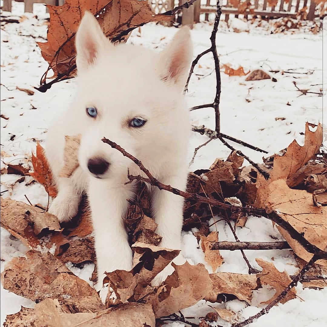 Koda