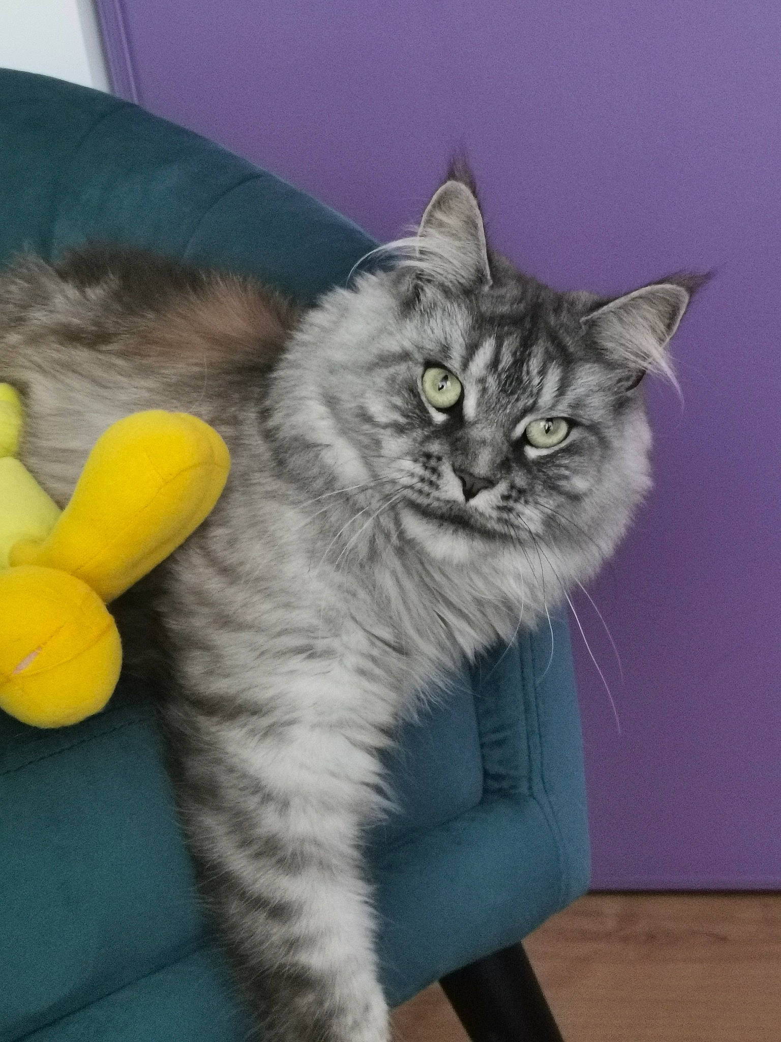 Toscane participe au concours pour gagner de l'argent avec cette photo : british_longhair, carnivore, cat, claw, comfort, domestic_short_haired_cat, eye, felidae, fur, grey, maine_coon, paw, small_to_medium_sized_cats, snout, stuffed_toy, tail, terrestrial_animal, toy, whiskers, window