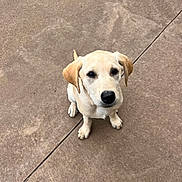 Betty is registered to the contest to win money with this photo: adorable, animal, canine, companion, concrete, cute, dog, ears, friendly, fur, labrador, looking_up, loyal, outdoor, pet, puppy, sitting, waiting, yellow_labrador, young_dog