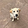 adorable, animal, canine, companion, concrete, cute, dog, ears, friendly, fur, labrador, looking_up, loyal, outdoor, pet, puppy, sitting, waiting, yellow_labrador, young_dog