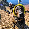 dog, water, children, outdoor, lake, pebbles, yellow_ring, collar, wet_dog, child, cap, blue_shirt, nature, summer, playing, shore, sunlight, grass, tree, leisure
