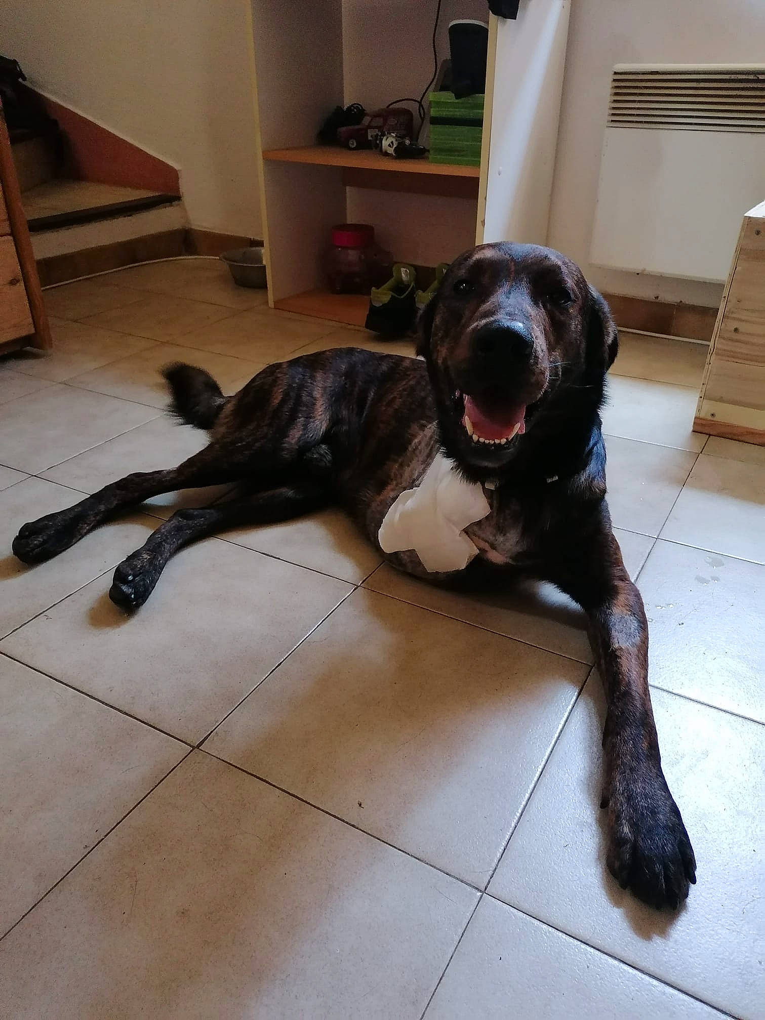 Omy participe au concours pour gagner de l'argent avec cette photo : beagador, borador, canidae, carnivore, dog, dog_breed, floor, great_dane, guard_dog, mammal, pointer, snout, sporting_group, tail, vertebrate