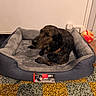 dog, dog_bed, plush, brindle, collar, ball, floor, tile_floor, lamp, wall, door, hand, person, indoor, comfort, resting, pet, animal, living_room, furniture