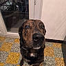 dog, brindle_coat, pet, indoor, floor, checkered_floor, glass_door, white_wall, close_up, animal, canine, looking, sitting, portrait, domestic, companion, cute, fur, eyes, nose