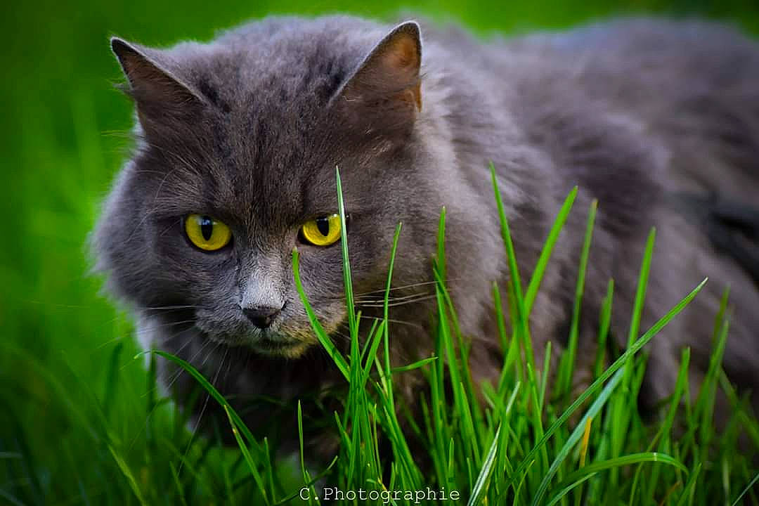 Chanel participe au concours pour gagner de l'argent avec cette photo : british_longhair, british_semi_longhair, british_shorthair, carnivore, cat, chartreux, domestic_long_haired_cat, domestic_short_haired_cat, felidae, grass, green, korat, mammal, nebelung, plant, russian_blue, small_to_medium_sized_cats, snout, vertebrate, whiskers