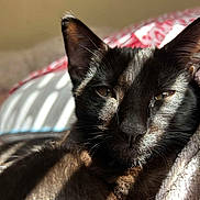 Finneas joined the competition — help win amazing prizes! animal, bed, black_cat, blanket, cat, close_up, cozy, domestic_animal, ears, feline, fur, indoor, pet, portrait, relaxation, resting, sleepy, soft_light, sunlight, whiskers