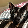 animal, bed, black_cat, blanket, cat, close_up, cozy, domestic_animal, ears, feline, fur, indoor, pet, portrait, relaxation, resting, sleepy, soft_light, sunlight, whiskers