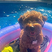 Bingo is registered to the contest to win money with this photo: dog, small_dog, brown_fur, curly_fur, tongue_out, smiling, pet, collar, name_tag, inflatable_pool, pool, water, sunlight, bokeh, splash, towel, floatie, backyard, summer, outdoor