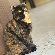 Taïshi a rejoint le concours — aidez-le/la à gagner de superbes lots ! amber_eyes, animal, cat, cozy, curious, cute, domestic, feline, floor, fur, indoor, looking_up, pet, portrait, relaxed, sitting, tile_floor, tortoiseshell, whiskers, wood